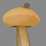 Mushroom with Snail