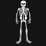 Skeleton