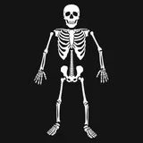 Skeleton